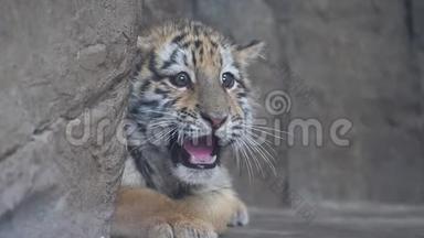 可爱的老虎宝宝躺在地上，<strong>惊恐</strong>的<strong>表情</strong>，张开嘴看着镜头，美丽而危险的动物